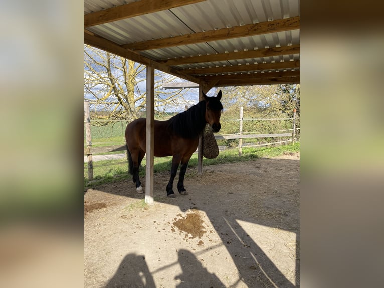 New Forest Pony Stute 14 Jahre 148 cm Brauner in Bad Wimpfen