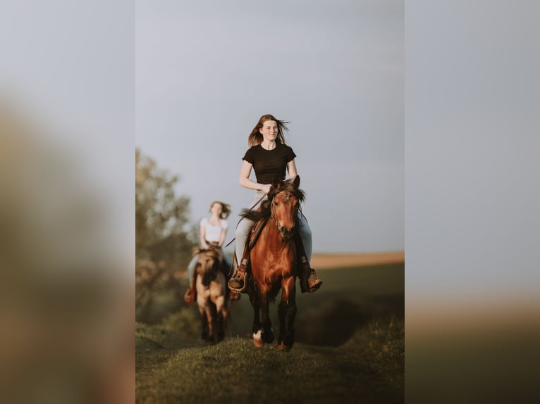 New Forest Pony Mix Stute 14 Jahre 148 cm Brauner in Schwaigern