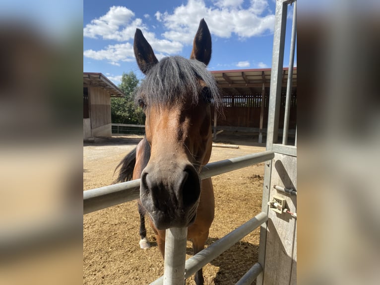 New Forest Pony Mix Stute 14 Jahre 148 cm Brauner in Schwaigern