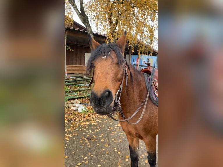 New Forest Pony Mix Stute 14 Jahre 148 cm Brauner in Schwaigern