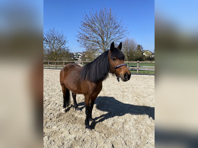 New Forest Pony Mix Stute 14 Jahre 148 cm Brauner in Schwaigern