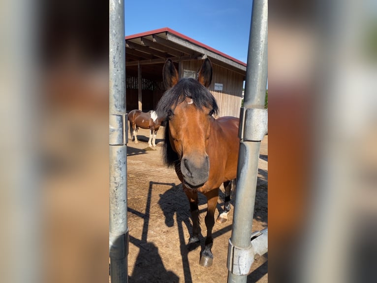 New Forest Pony Mix Stute 14 Jahre 148 cm Brauner in Schwaigern