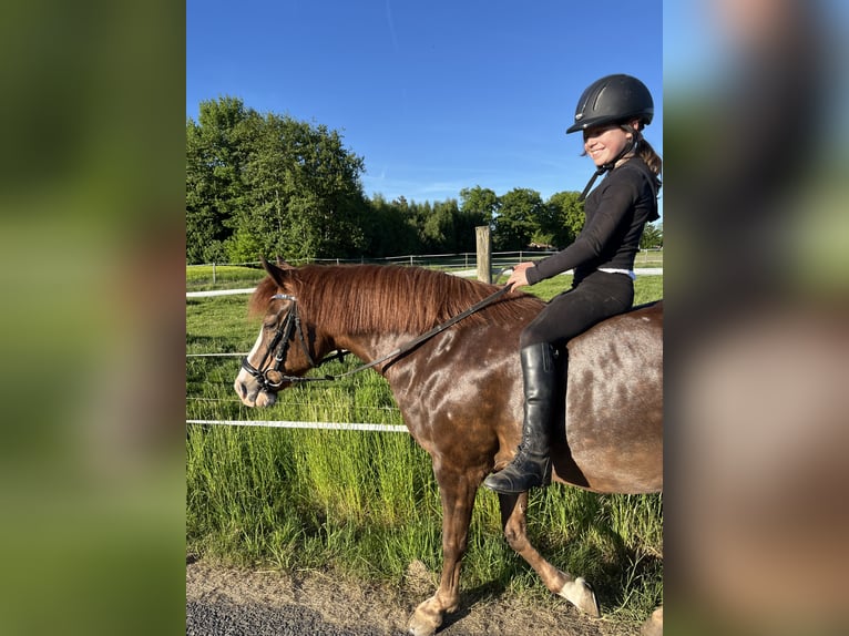 New Forest Pony Stute 15 Jahre 142 cm Dunkelfuchs in Versmold