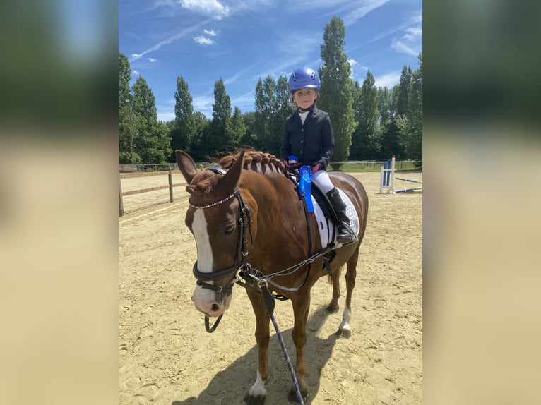 New Forest Pony Stute 15 Jahre 142 cm Dunkelfuchs in Versmold