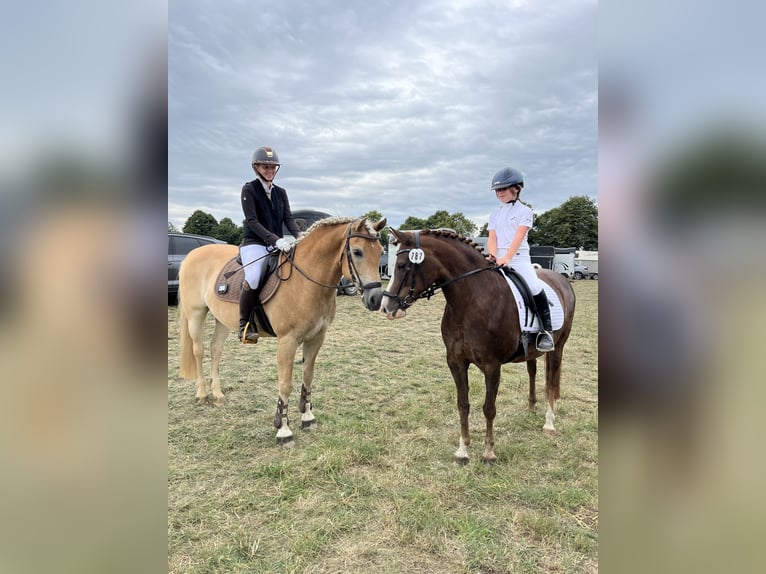New Forest Pony Stute 15 Jahre 142 cm Dunkelfuchs in Versmold