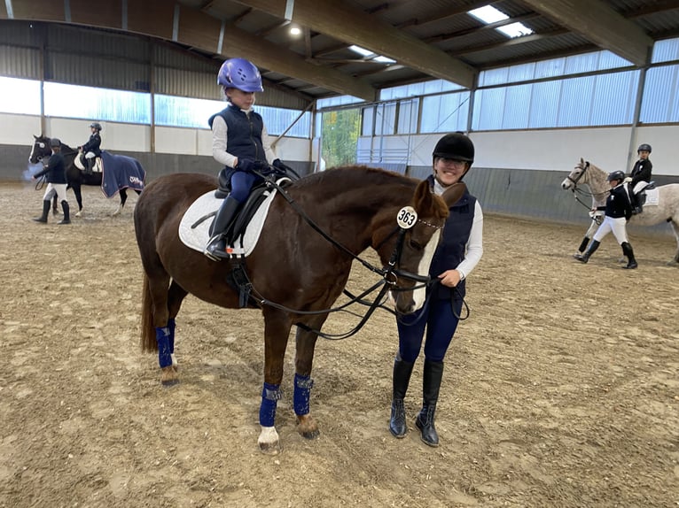 New Forest Pony Stute 15 Jahre 142 cm Dunkelfuchs in Versmold