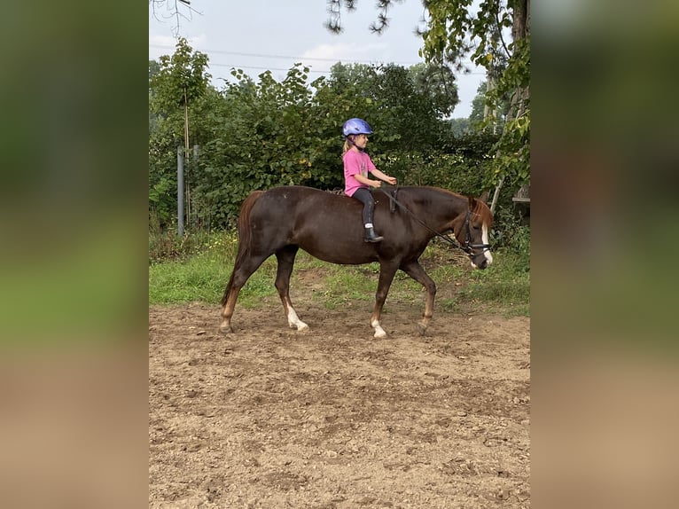 New Forest Pony Stute 15 Jahre 142 cm Dunkelfuchs in Versmold