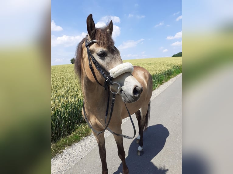 New Forest Pony Stute 15 Jahre 142 cm Falbe in Wülfrath