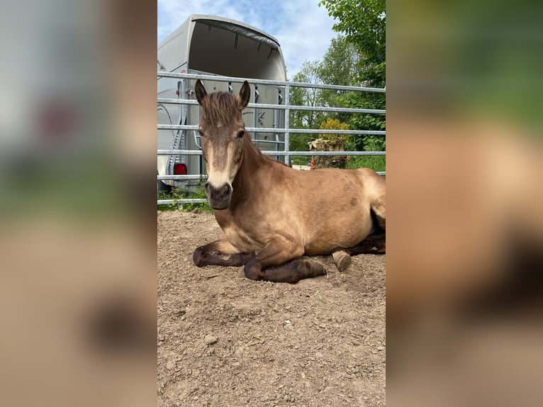 New Forest Pony Stute 15 Jahre 142 cm Falbe in Wülfrath