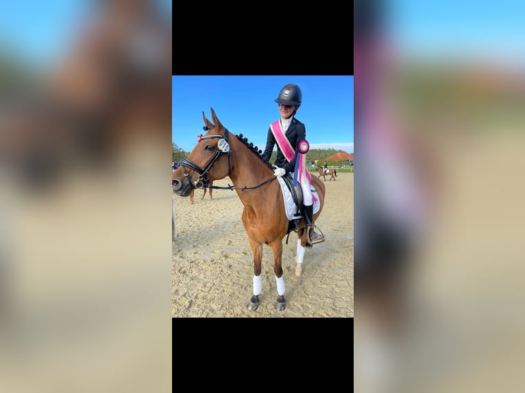 New Forest Pony Stute 15 Jahre 146 cm Brauner in Prag