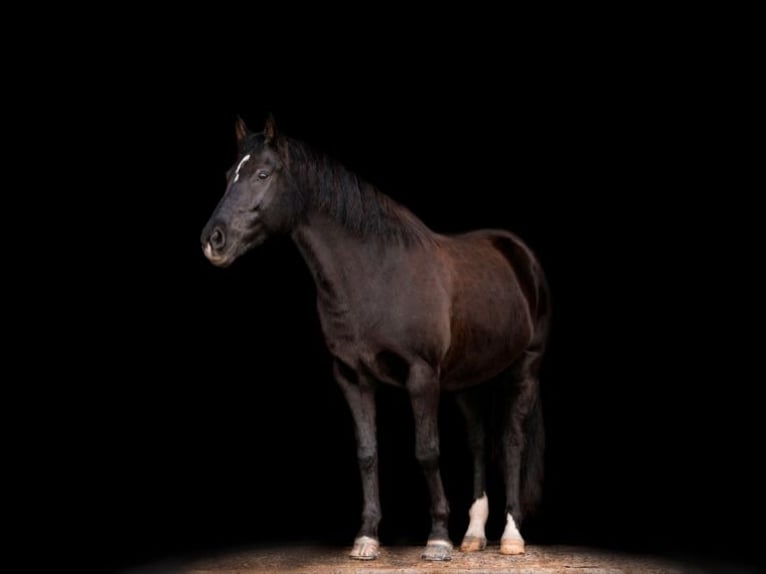 New Forest Pony Stute 15 Jahre 148 cm Dunkelfuchs in K&#xF6;nigsdorf/H&#xF6;fen