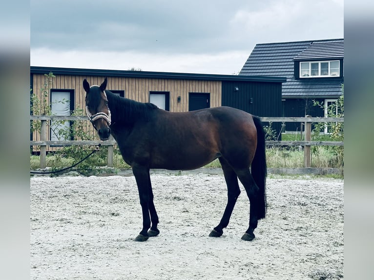 New Forest Pony Mix Stute 15 Jahre 156 cm Dunkelbrauner in Goor