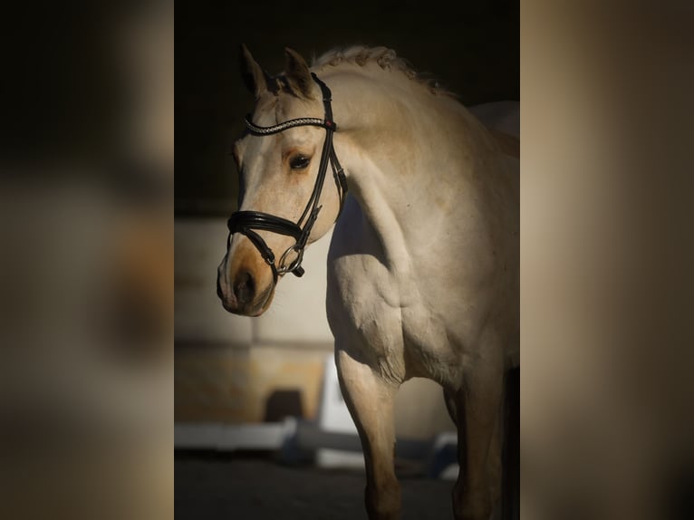 New Forest Pony Stute 15 Jahre 158 cm Palomino in Nettersheim