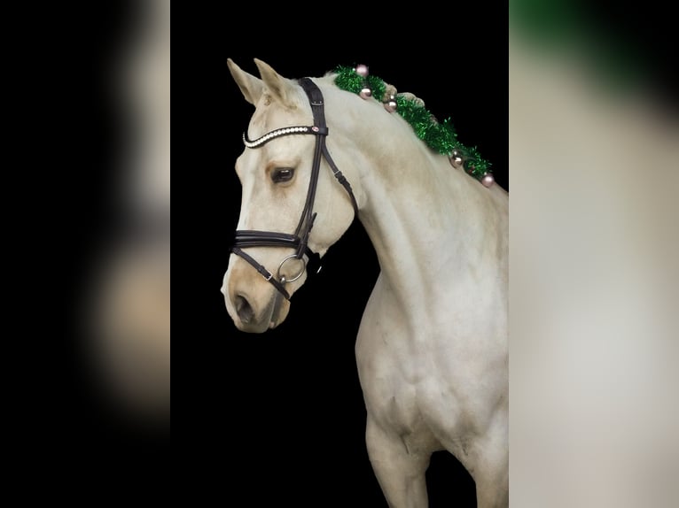 New Forest Pony Stute 15 Jahre 158 cm Palomino in Nettersheim