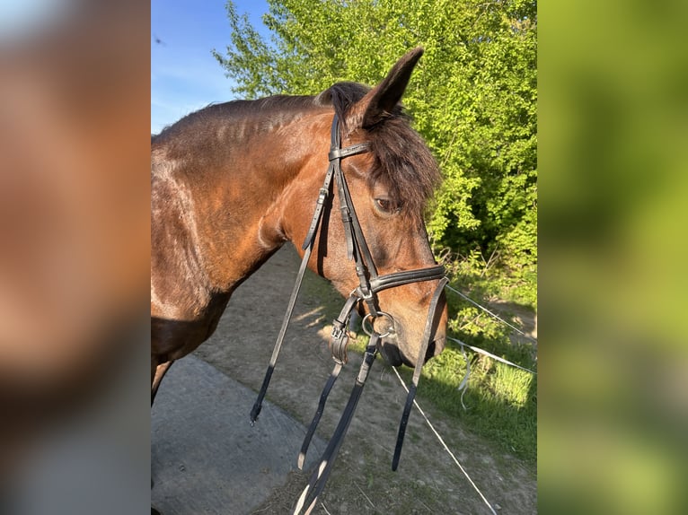 New Forest Pony Stute 16 Jahre 145 cm Dunkelbrauner in Pockau