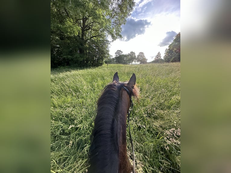 New Forest Pony Stute 16 Jahre 145 cm Dunkelbrauner in Pockau