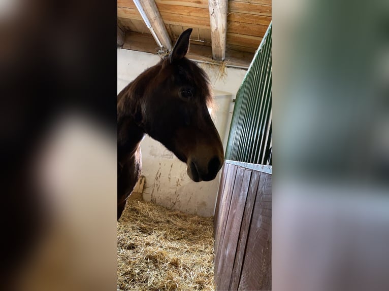 New Forest Pony Stute 16 Jahre 145 cm Dunkelbrauner in Pockau