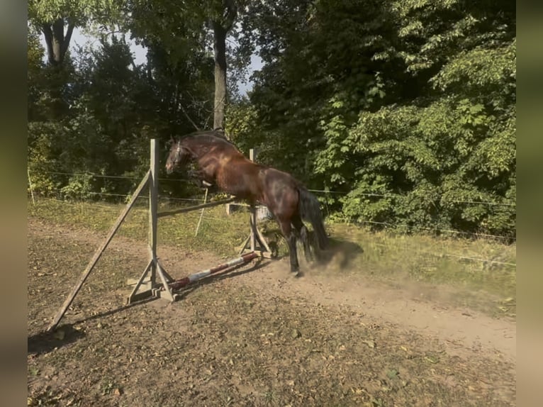 New Forest Pony Stute 16 Jahre 145 cm Dunkelbrauner in Pockau
