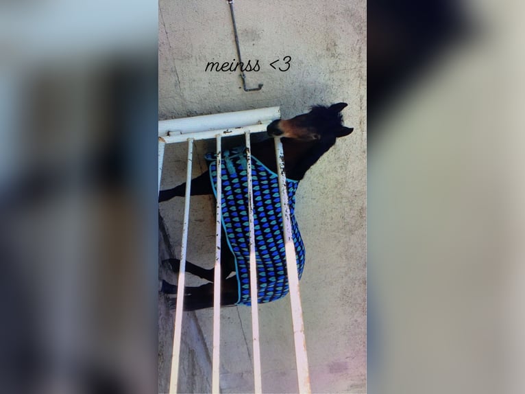 New Forest Pony Stute 16 Jahre 145 cm Dunkelbrauner in Pockau