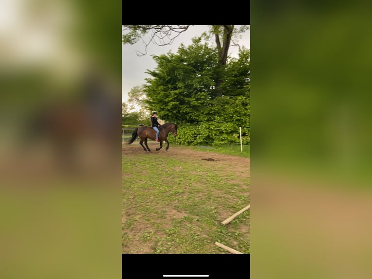 New Forest Pony Stute 16 Jahre 145 cm Dunkelbrauner in Pockau