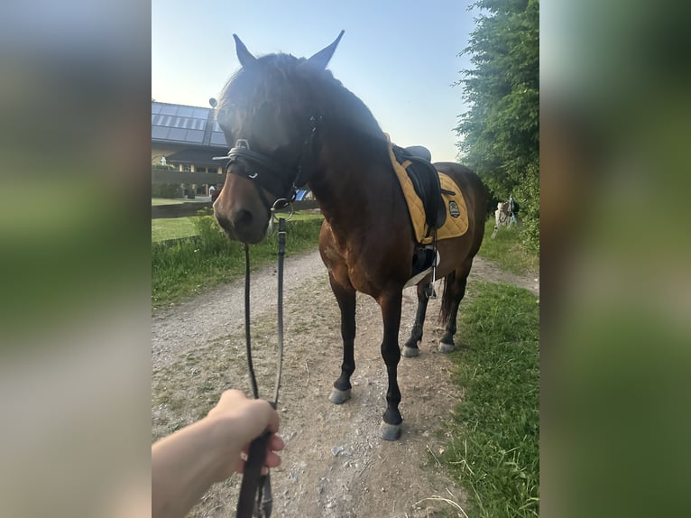 New Forest Pony Stute 16 Jahre 145 cm Dunkelbrauner in Pockau