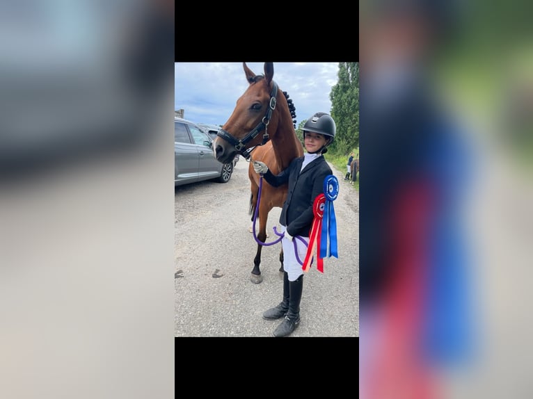 New Forest Pony Stute 16 Jahre 146 cm Brauner in Prag