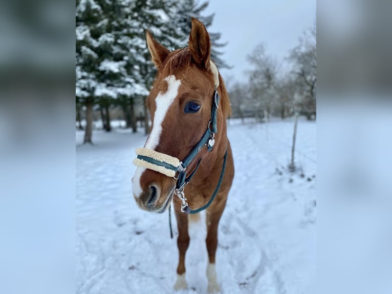 New Forest Pony Mix Stute 16 Jahre 146 cm Fuchs in Barbing