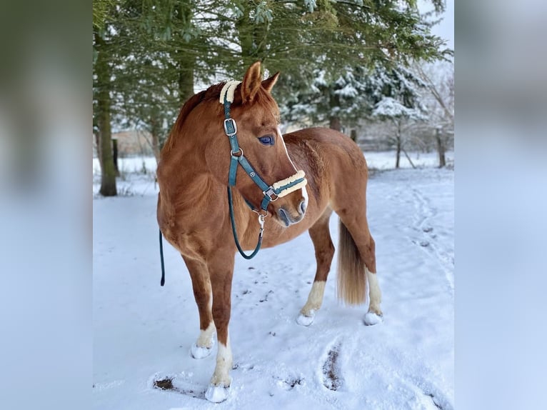 New Forest Pony Mix Stute 16 Jahre 146 cm Fuchs in Barbing