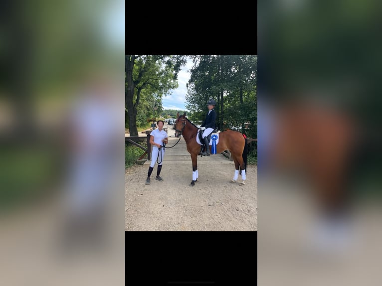 New Forest Pony Stute 16 Jahre 148 cm Brauner in Prague, Czech republic