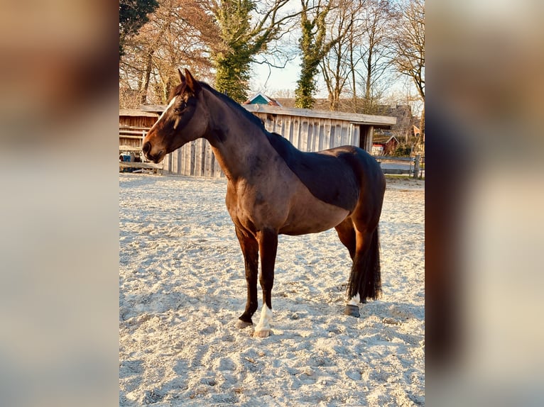 New Forest Pony Stute 16 Jahre 148 cm Brauner in Aurich