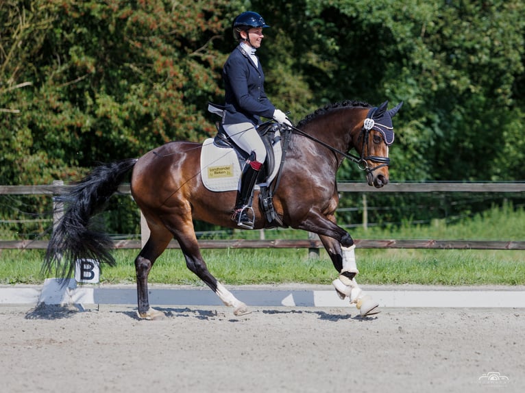 New Forest Pony Stute 16 Jahre 148 cm Brauner in Aurich