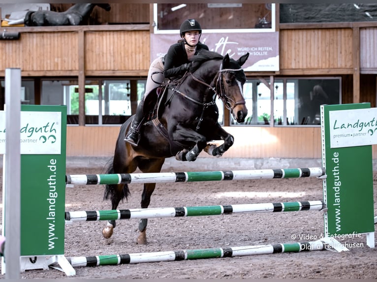 New Forest Pony Stute 16 Jahre 148 cm Brauner in Aurich
