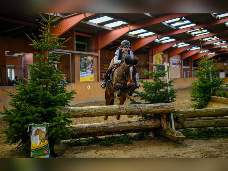 New Forest Pony Stute 16 Jahre 148 cm Brauner in Aurich