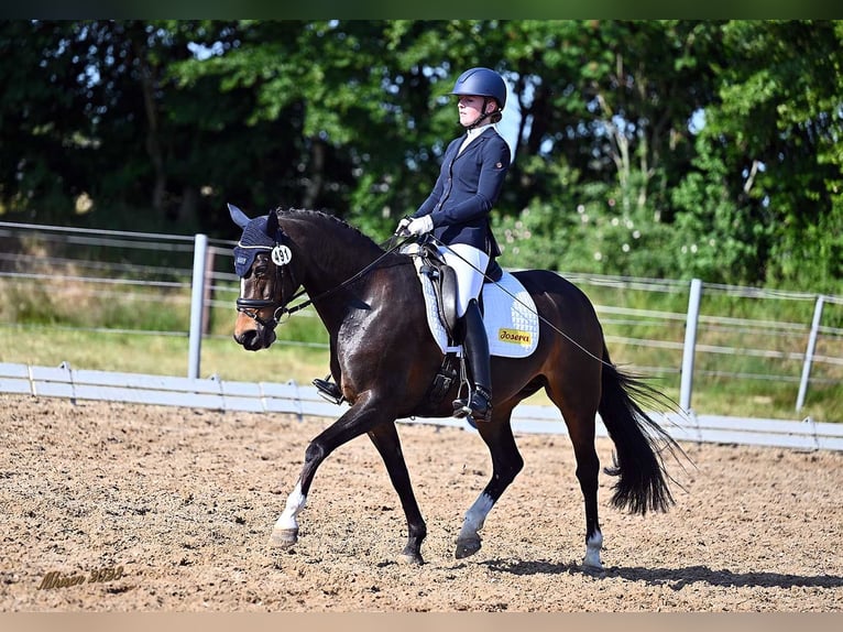 New Forest Pony Stute 16 Jahre 148 cm Brauner in Aurich