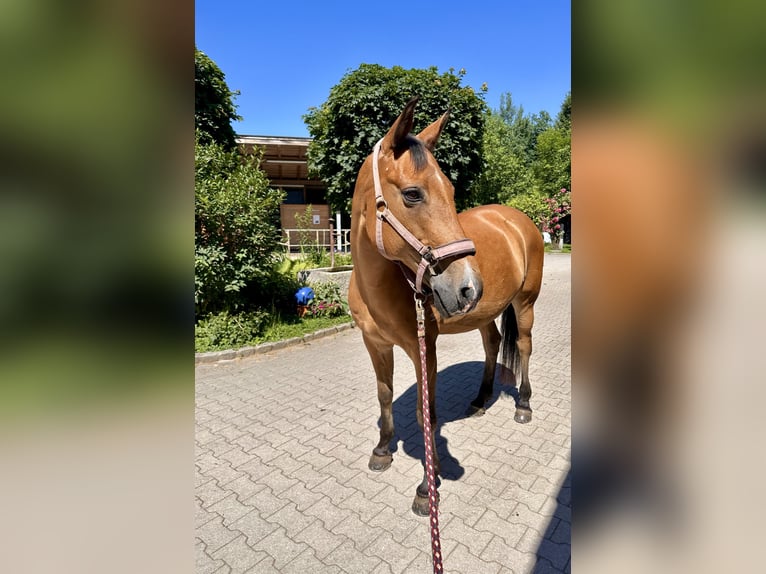 New Forest Pony Stute 16 Jahre 150 cm Brauner in Rosenheim