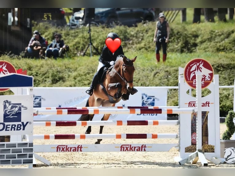 New Forest Pony Stute 17 Jahre 144 cm Brauner in Schwanenstadt