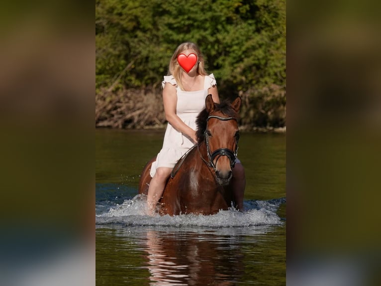 New Forest Pony Stute 17 Jahre 144 cm Brauner in Schwanenstadt