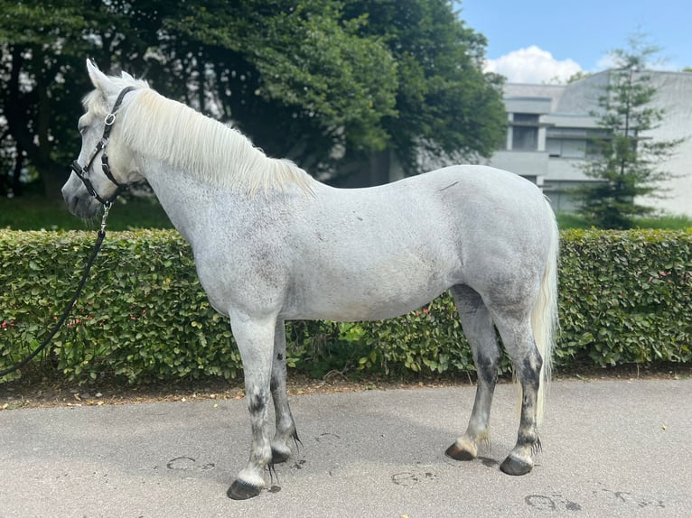 New Forest Pony Stute 18 Jahre 139 cm Schimmel in Dietikon