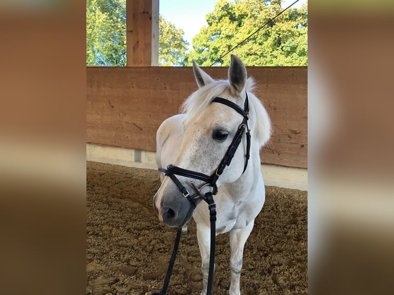 New Forest Pony Stute 18 Jahre 139 cm Schimmel in Dietikon