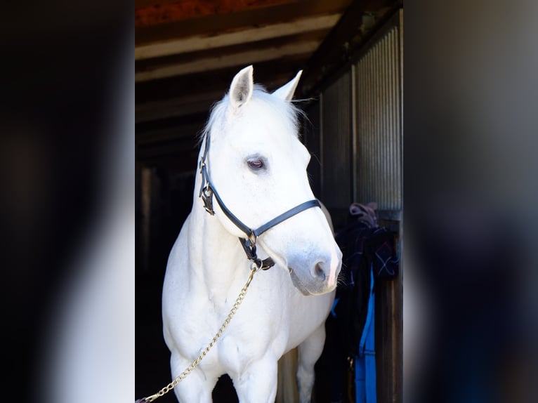 New Forest Pony Stute 18 Jahre 139 cm Schimmel in Dietikon