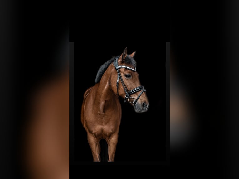 New Forest Pony Stute 18 Jahre 143 cm Brauner in Heidenheim an der Brenz