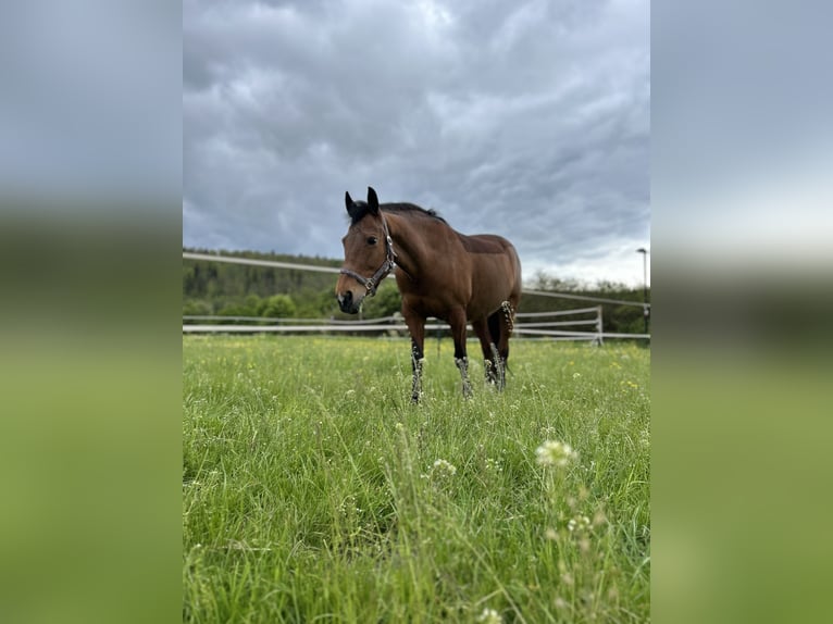 New Forest Pony Stute 18 Jahre 143 cm Brauner in Heidenheim an der Brenz
