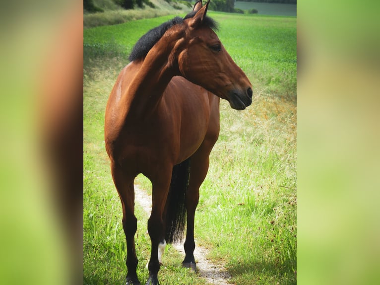 New Forest Pony Stute 18 Jahre 145 cm Brauner in Heidenheim an der Brenz