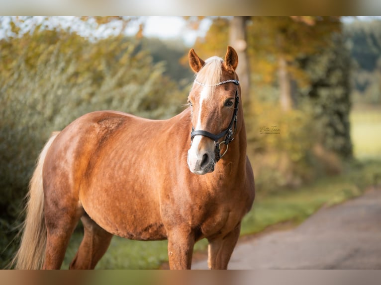 New Forest Pony Stute 18 Jahre 148 cm Fuchs in Pronstorf New Forest Pony Stute 18 Jahre 148 cm Fuchs in Pronstorf