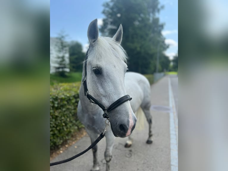 New Forest Pony Stute 19 Jahre 139 cm Schimmel in Dietikon
