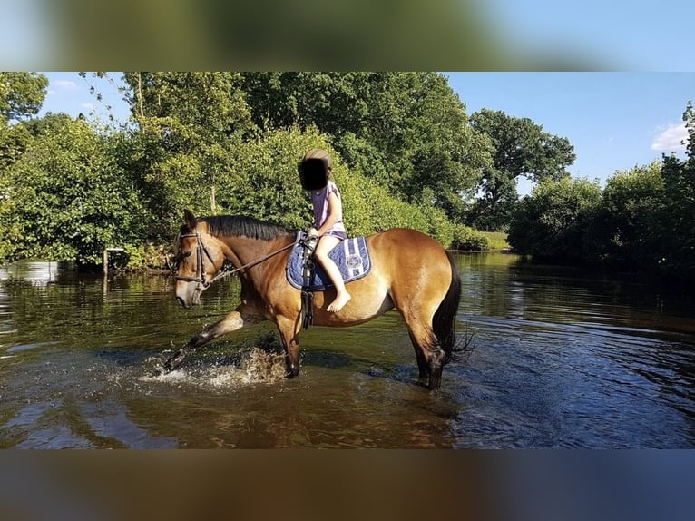 New Forest Pony Stute 19 Jahre 146 cm Brauner in Appen