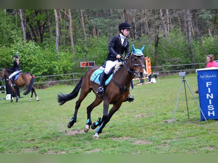 New Forest Pony Stute 19 Jahre 146 cm Brauner in Nunhem