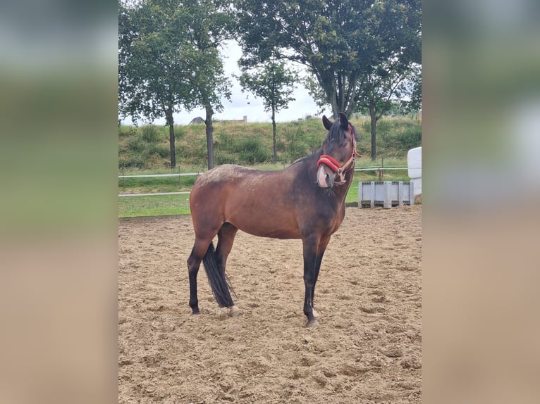 New Forest Pony Stute 19 Jahre 146 cm Brauner in Nunhem