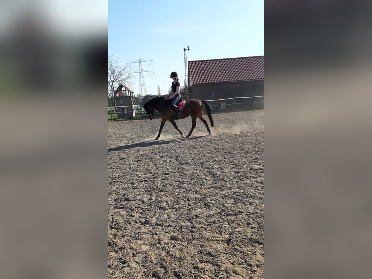 New Forest Pony Stute 19 Jahre 146 cm Brauner in Nunhem