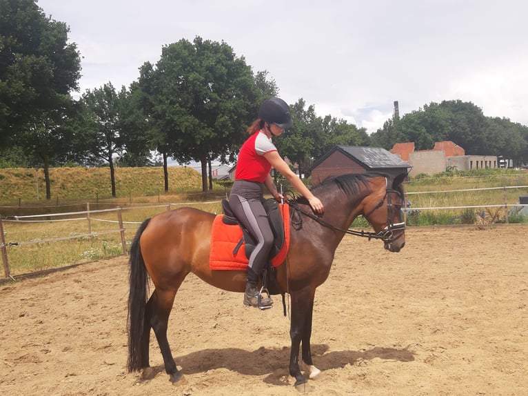 New Forest Pony Stute 19 Jahre 146 cm Brauner in Nunhem